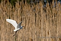 Elmas - Egretta Garzetta (40D_12178_2rid)